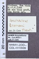 Etikette zu Anchastus coomani (NHMW-ZOO-COL-0010509)